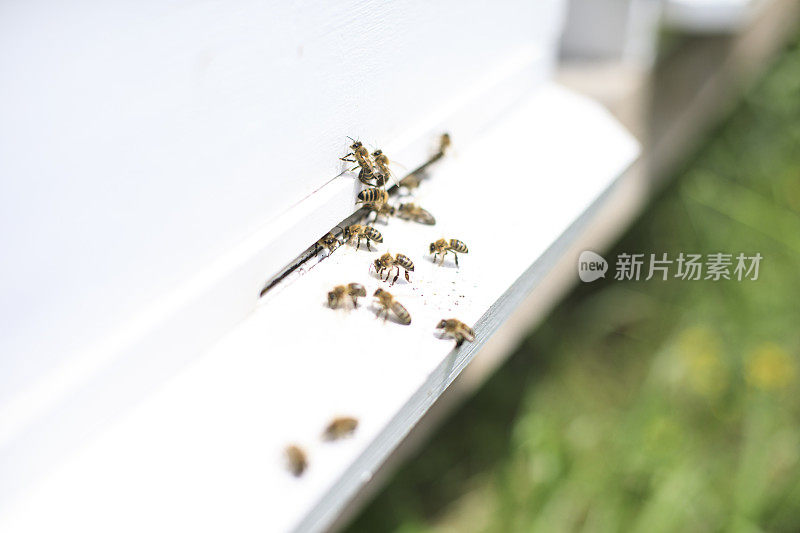 蜜蜂在蜂巢里飞来飞去