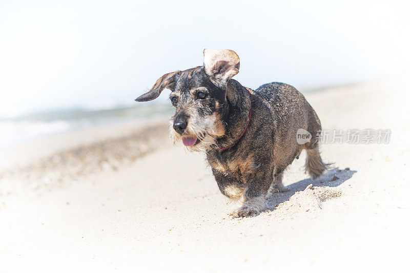 丹麦的达克斯猎犬在海滩上奔跑，享受北海风光