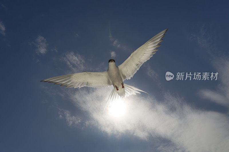 背光下的北极燕鸥(天堂鸟)