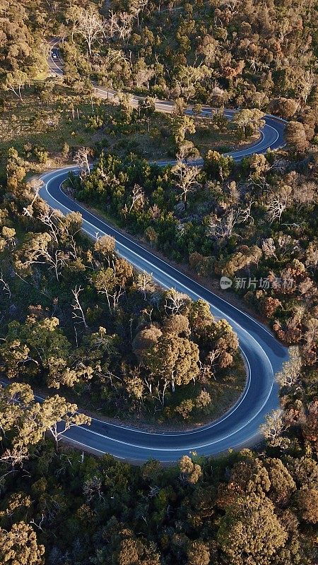 森林中蜿蜒道路