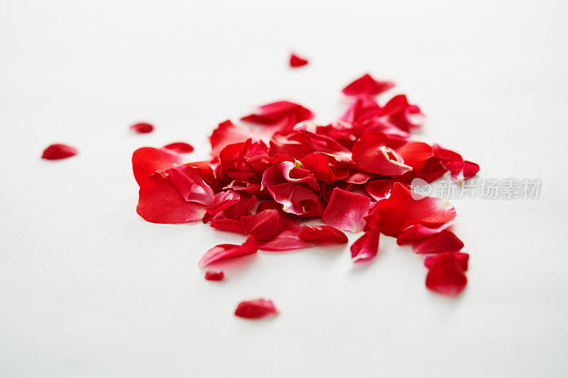 红色玫瑰花瓣在白色背景与复制空间。