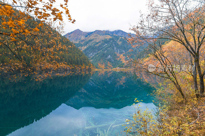 森林和树木景观纹理背景，色彩斑斓的自然景观风景亚丁，香格里拉，中国，西藏山区的秋天