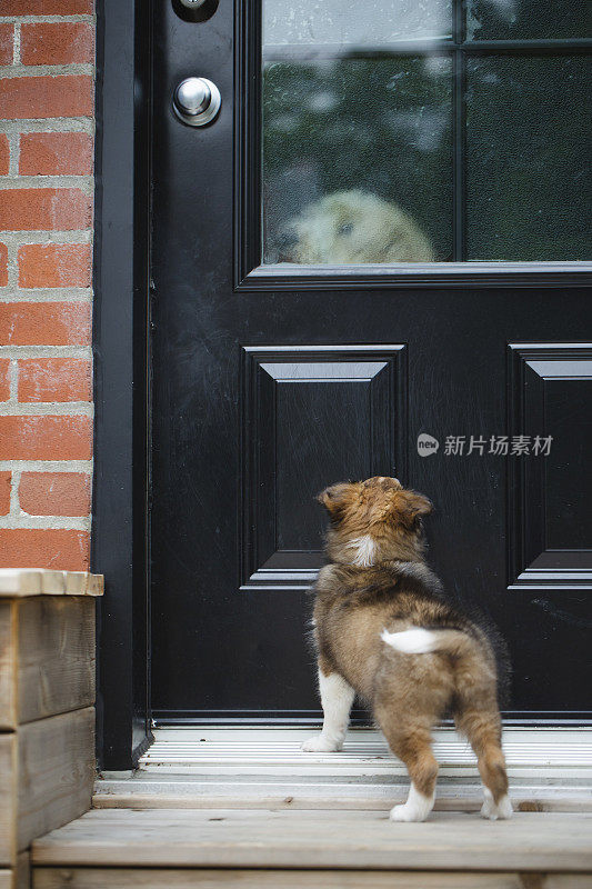 小狗喜乐蒂牧羊犬