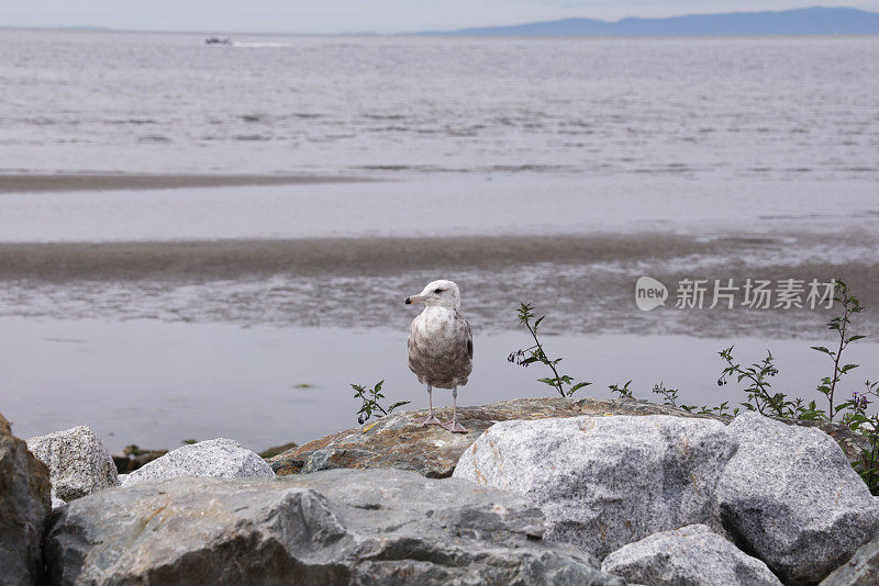 一只海鸟站在加拿大的Semiahmoo湾