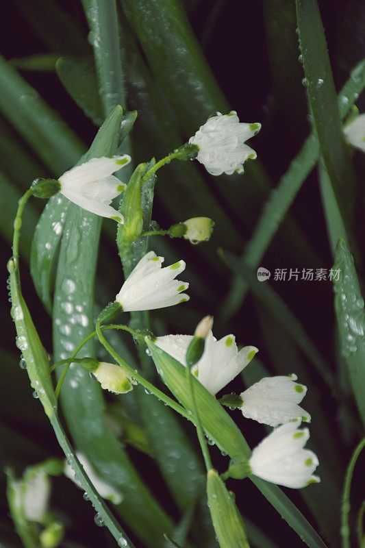 郁郁葱葱的绿色植物背景的雪花莲