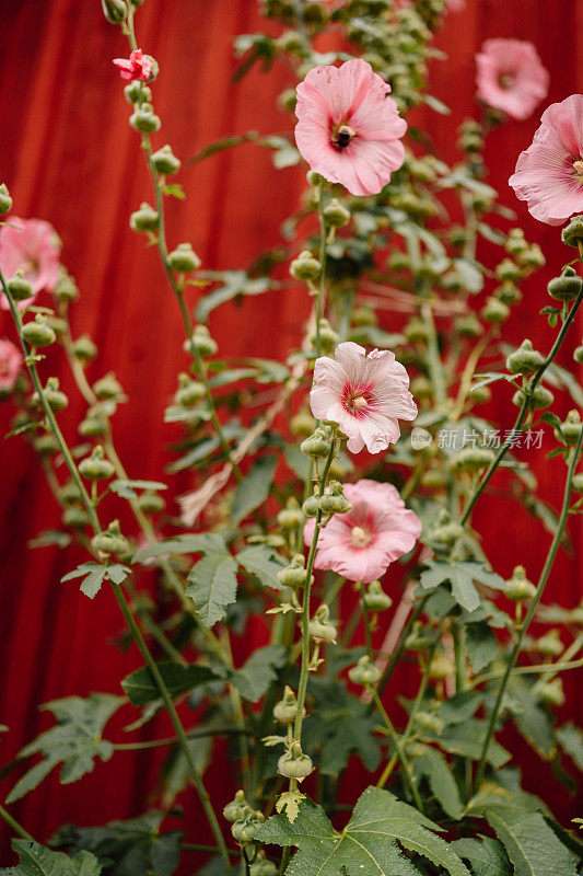 花alcea，玫瑰红，常见的蜀葵，在户外的红色墙壁在夏天