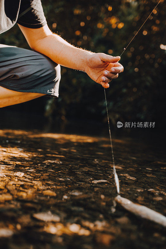 鳟鱼在浅水区捕鱼