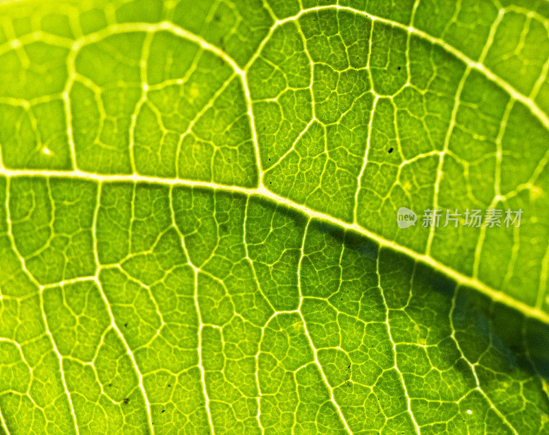 亮绿色植物叶片特写