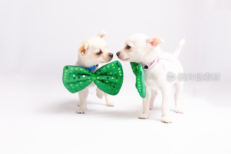 白色背景上系着绿色蝴蝶结的两只小狗吉娃娃