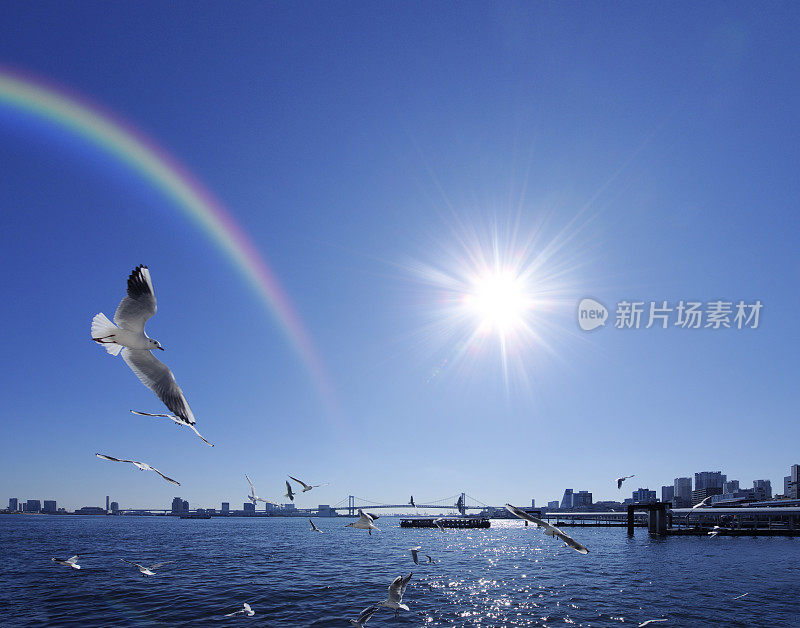 海鸥在海港和彩虹周围飞翔，中央区，日本东京