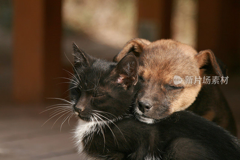 棕色的小狗和一只黑白相间的小猫依偎在一起