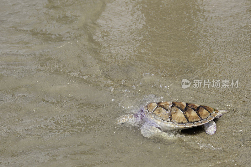 绿海龟、泰国