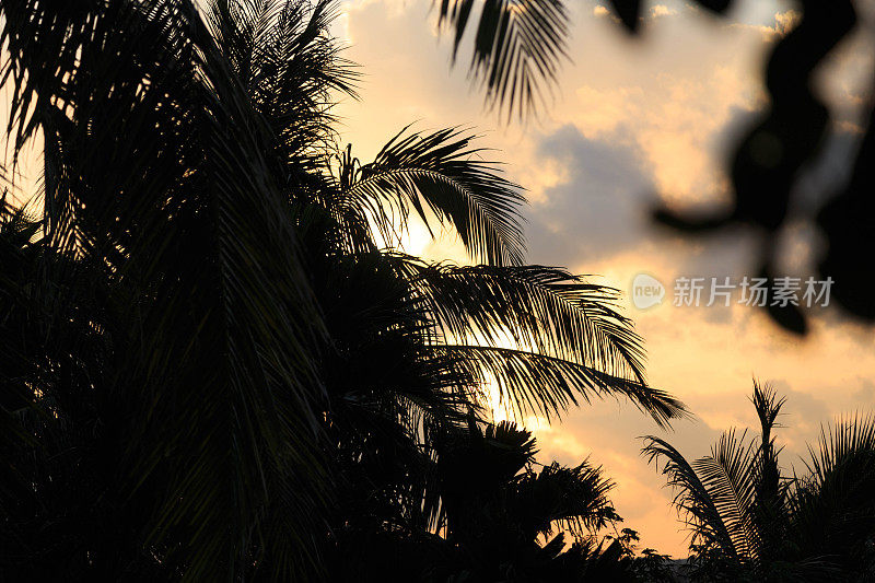夕阳中的棕榈树