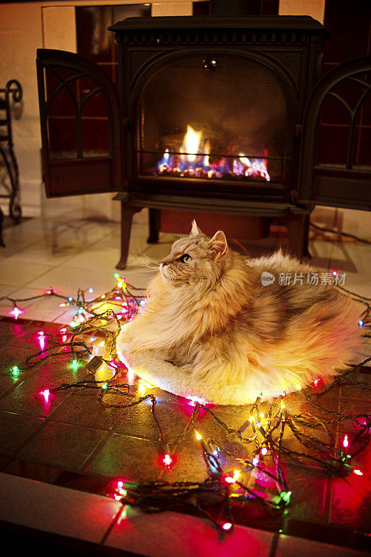 缅因猫与圣诞灯和壁炉。