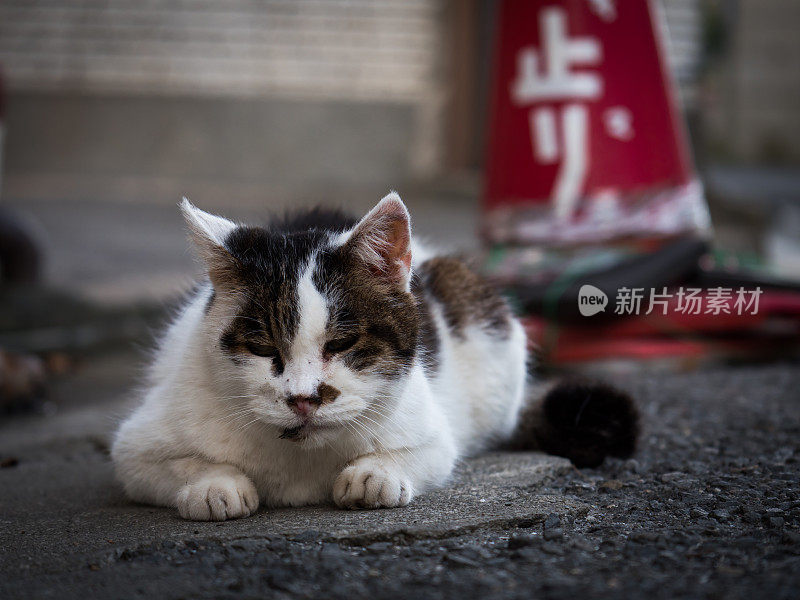 只流浪猫