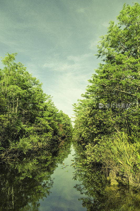 沼泽地沼泽绿化景观与水路