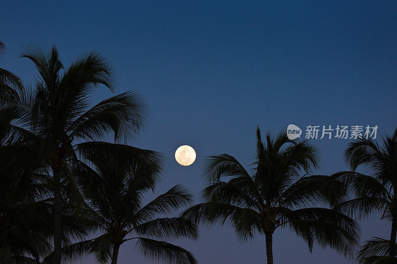 晚上满月在热带棕榈树和晴朗的天空