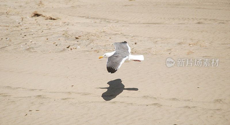 海鸥掠过沙滩