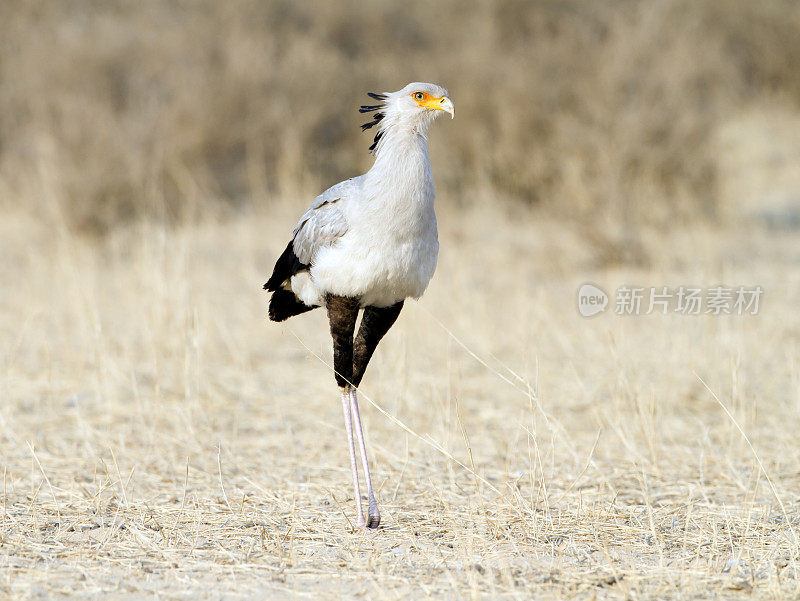 部长伯德，Kgalagadi越境公园，南非