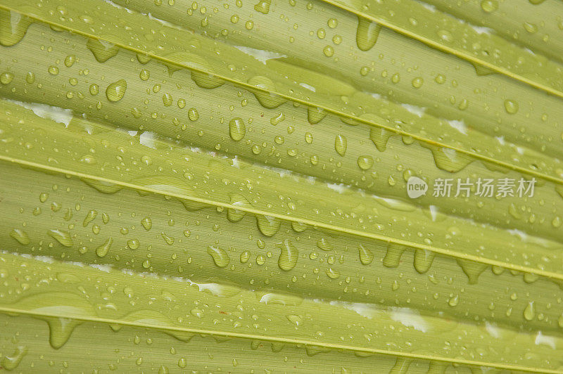 雨林叶背景