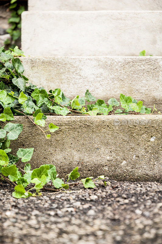 爬满常春藤的台阶的特写