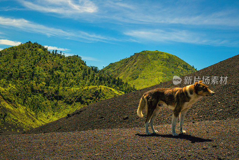 危地马拉帕卡亚火山的流浪狗