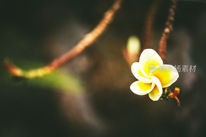 晚霞宝塔花