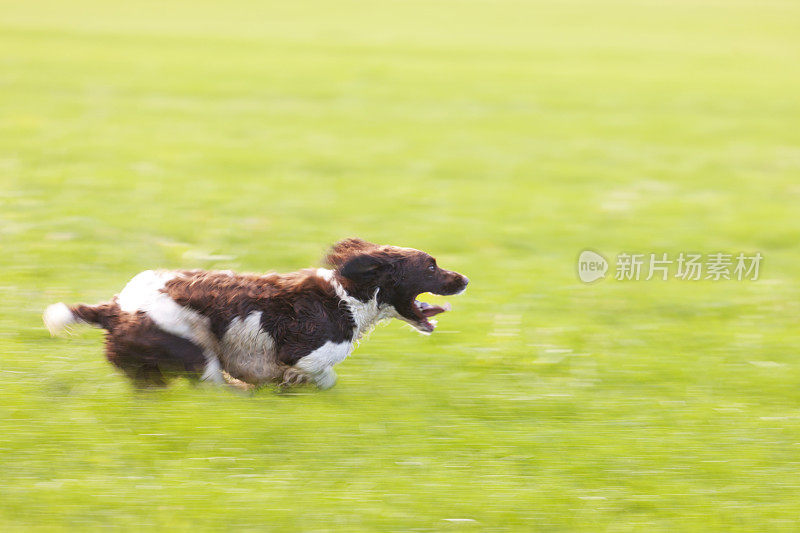 工作的猎犬