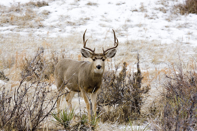冬天雪地里的科罗拉多骡鹿