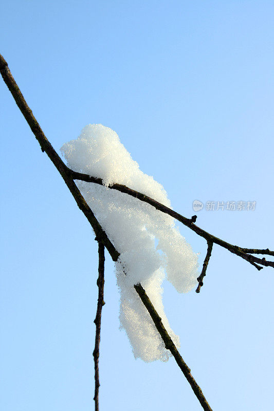 雪分支。