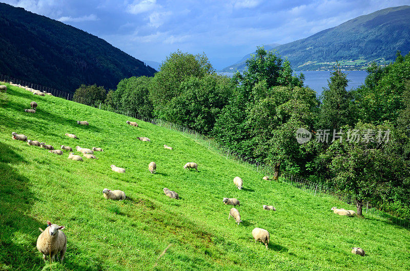 羊群，挪威