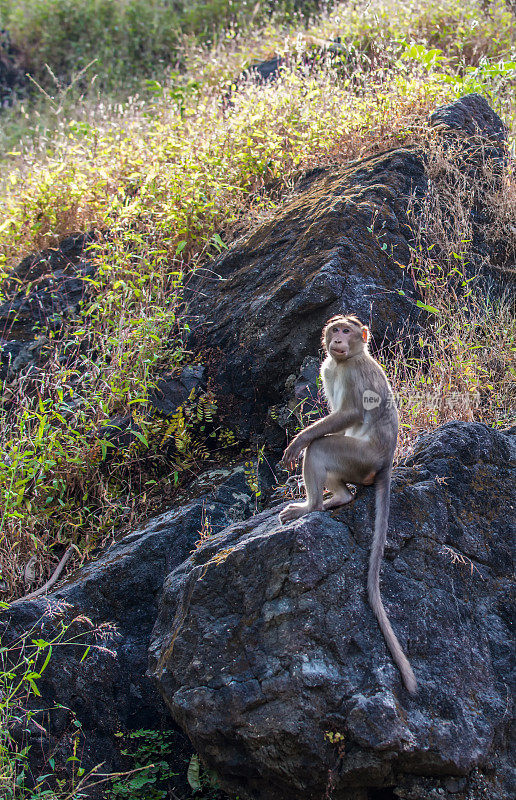 在岩石上休息的猕猴