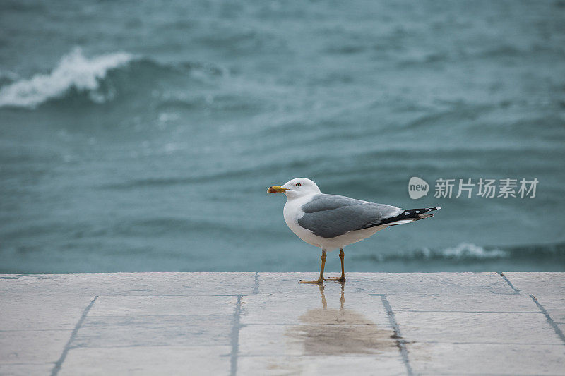 海鸥