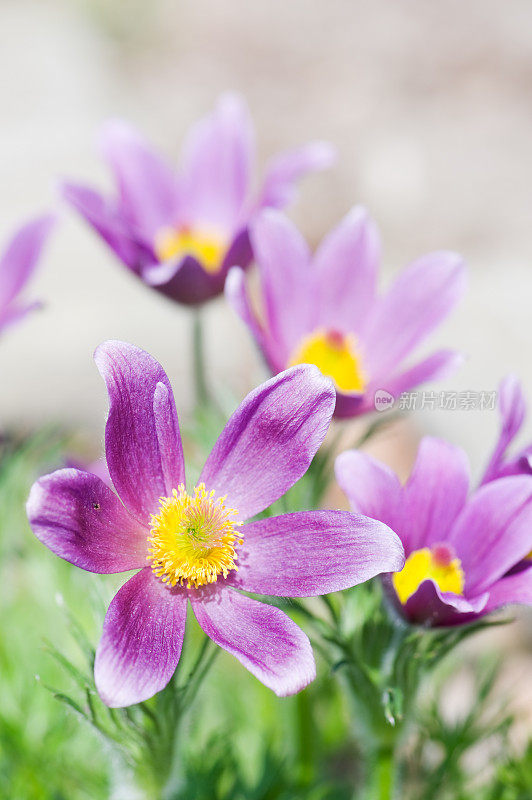 春天的花朵