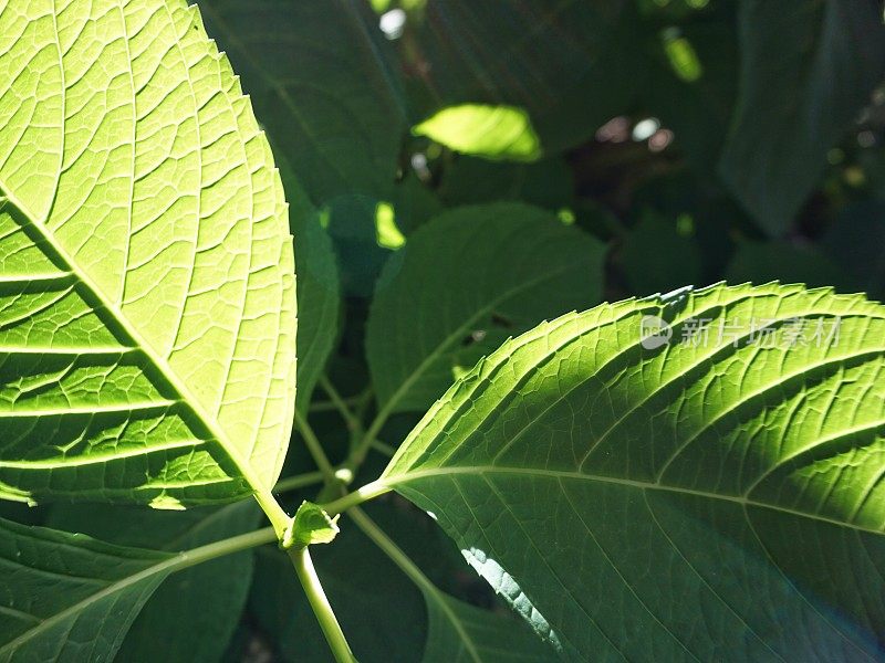 明亮的绿色植物叶脉近与阴影