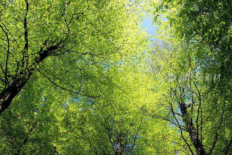 欧洲常见的山毛榉树(山毛榉山毛榉属)，生于林地，春季有叶