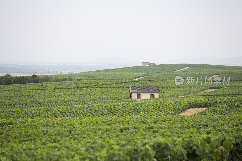 法国香槟区，欧洲夏日葡萄酒之乡