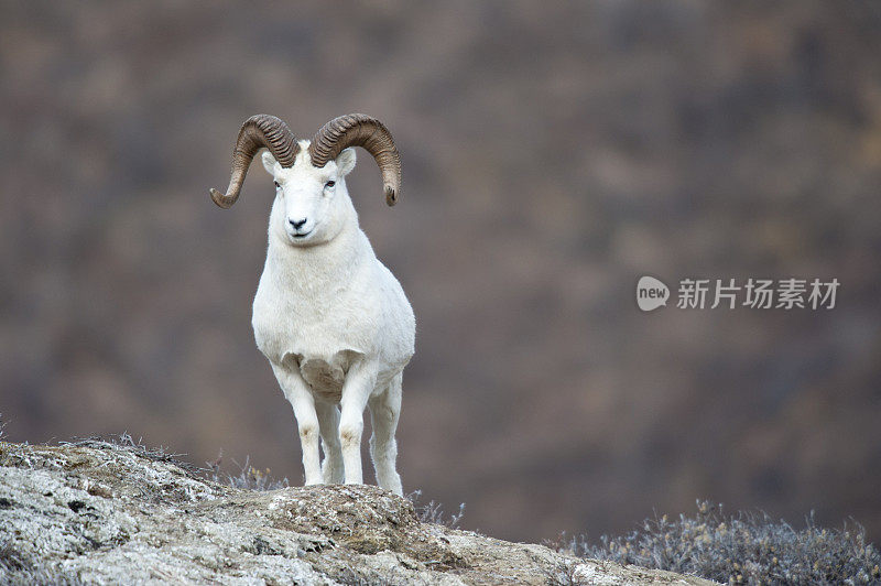 山顶的羊