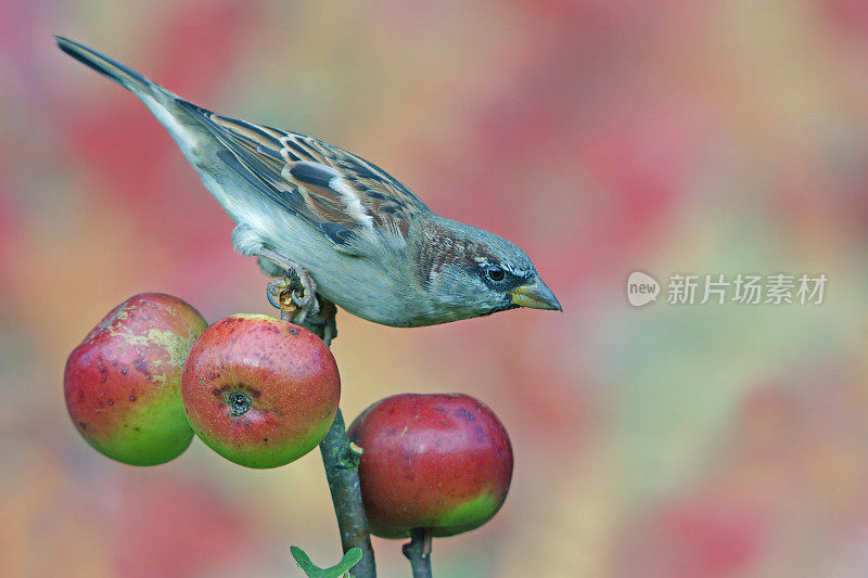 麻雀在wildapple-twig