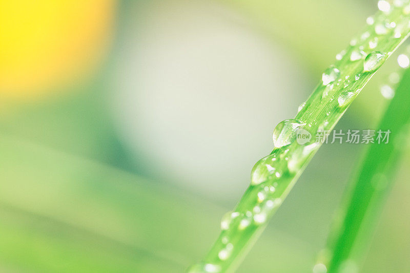 雨滴落在绿叶上