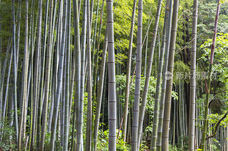 日本京都外荒野地区的森林