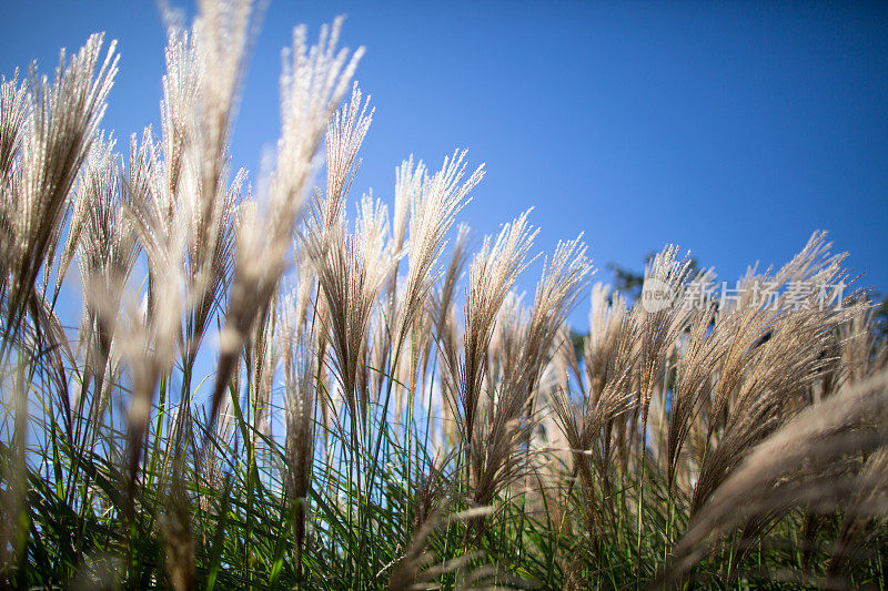 野草