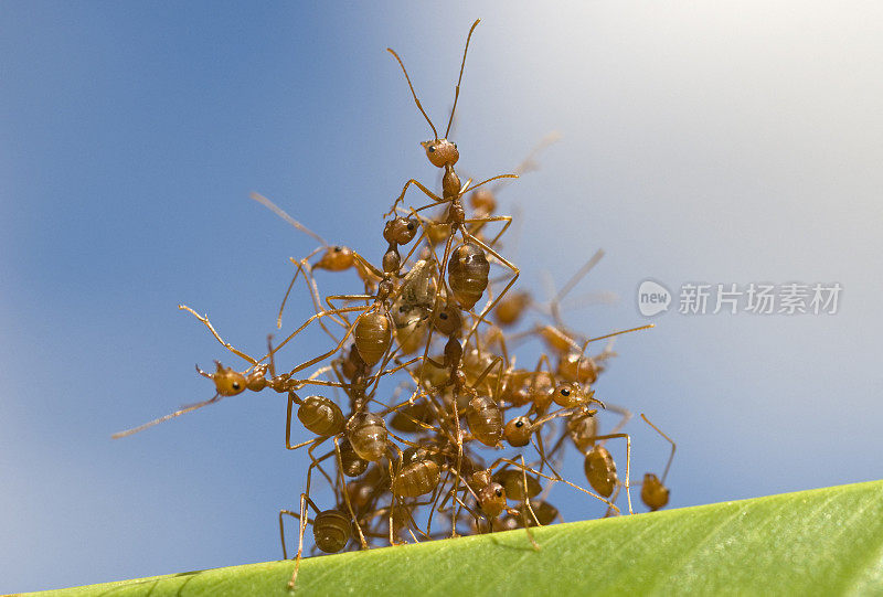 红蚂蚁互相爬上