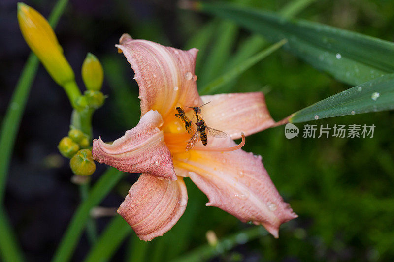 萱草属植物豪华花边