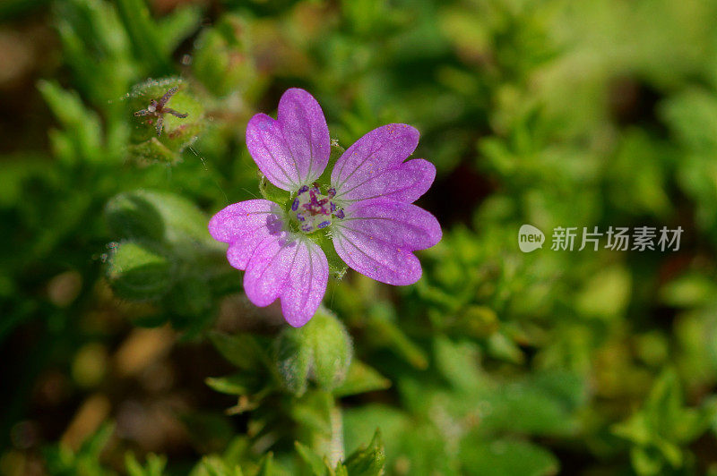 鸽子脚天葵