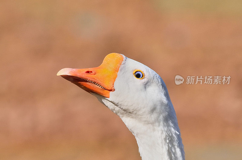 鹅头拍摄