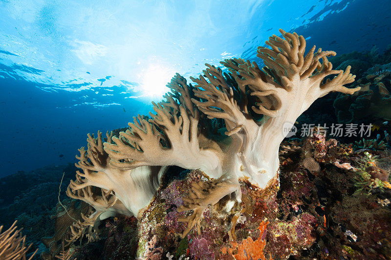 软珊瑚美人，南克里岛，拉贾安帕，印度尼西亚