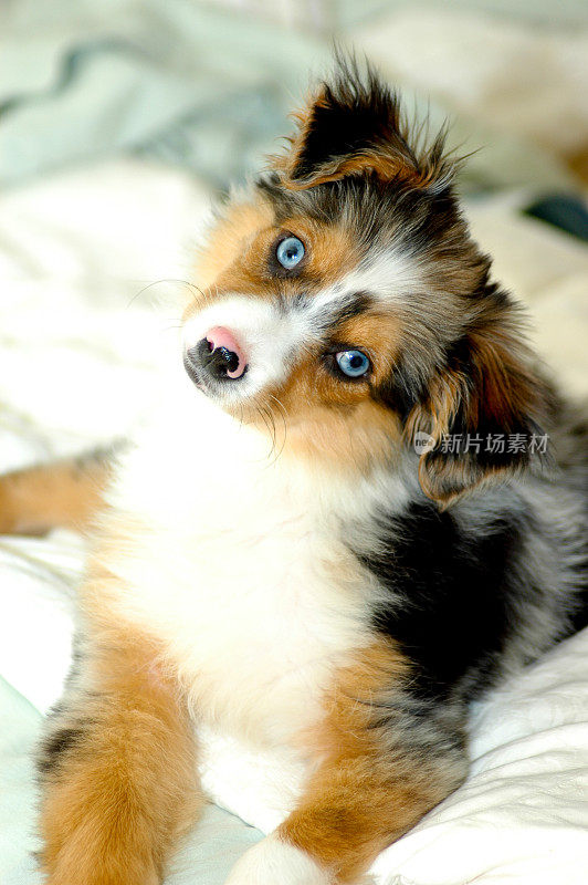 头部倾斜的小型澳大利亚牧羊犬幼犬