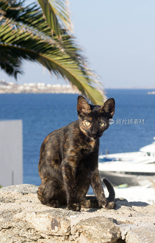 希腊米科诺斯的流浪猫