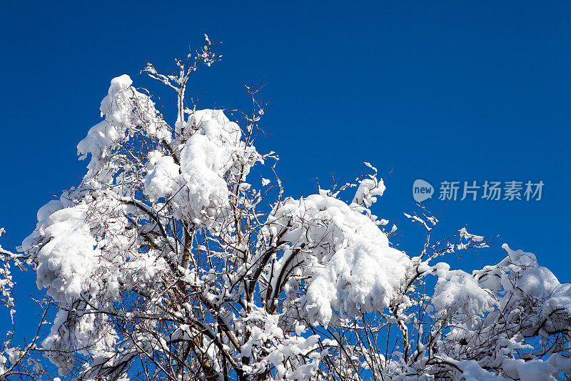 缀满雪的树枝